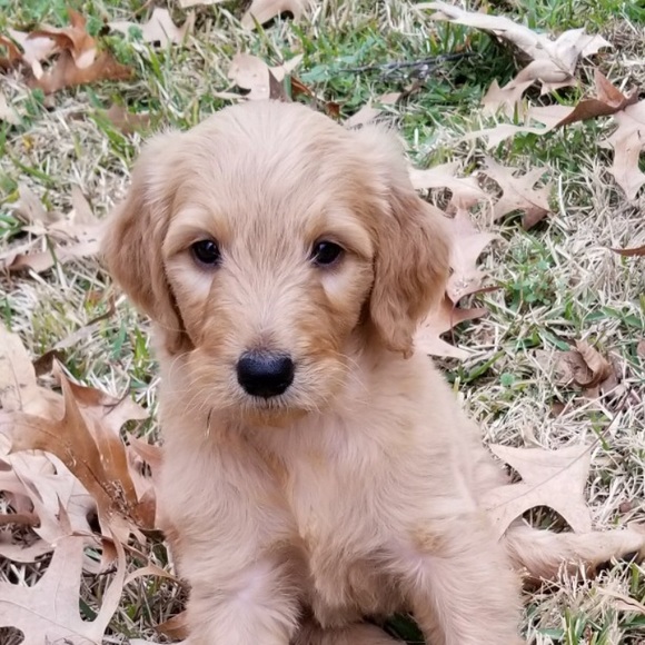 Meet your Posher, Tony - Picture 1 of 1